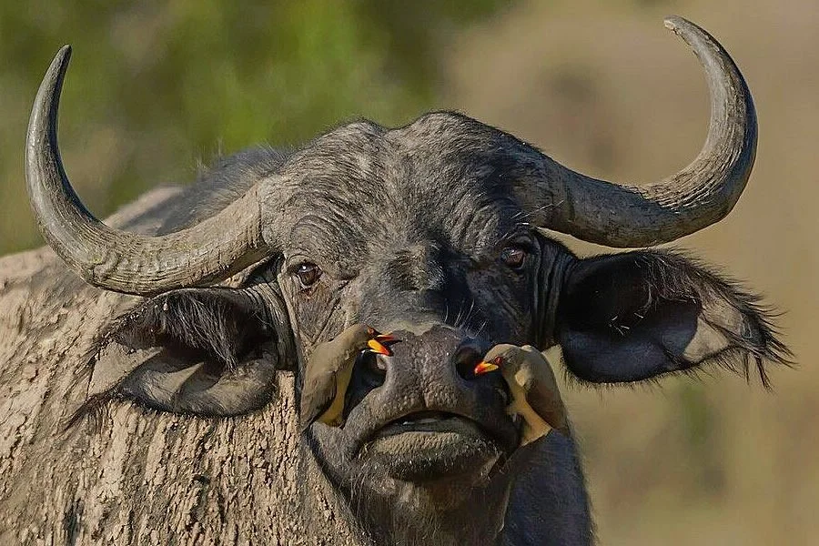 Kichaos Tanzania Safaris