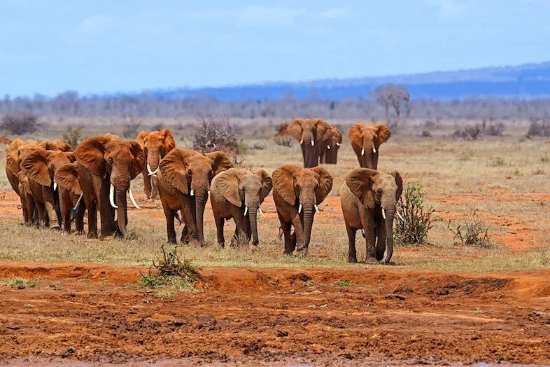 KLM Tours & Safaris