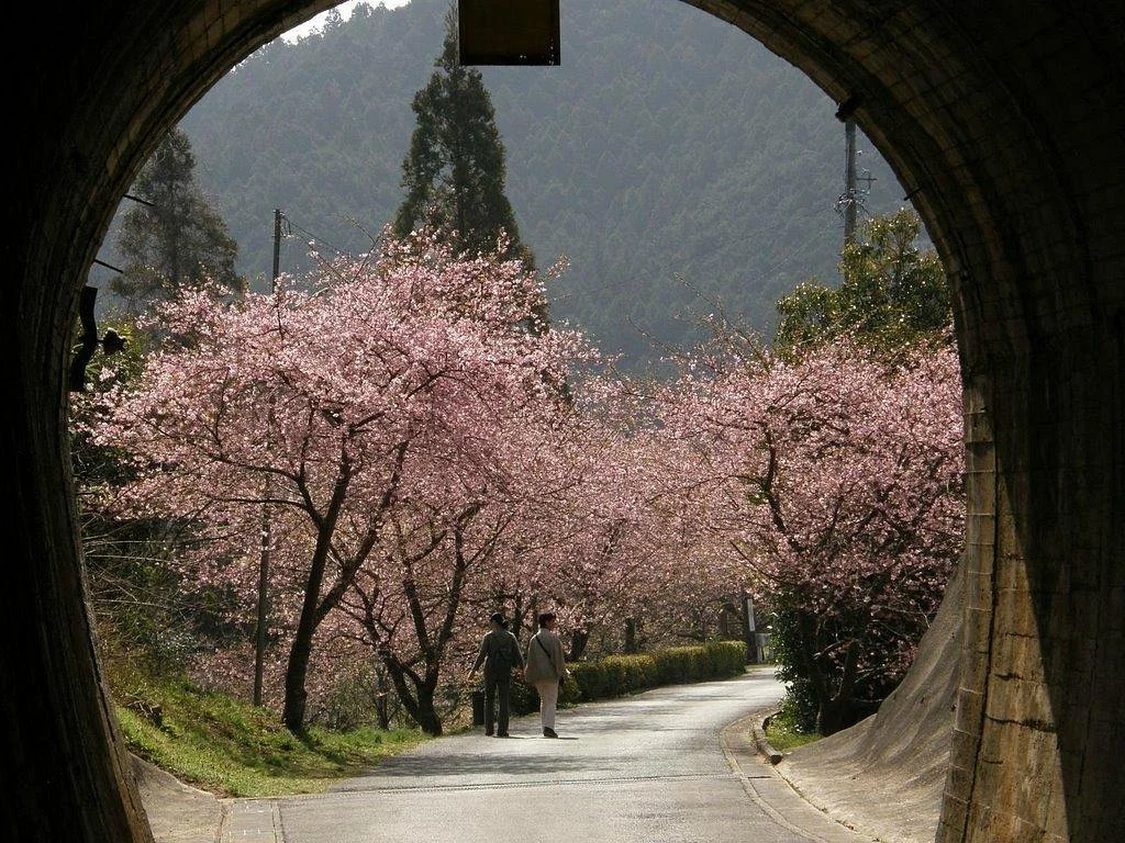 Kawatsu Cherry Blossom Avenue (Shinshiro)
