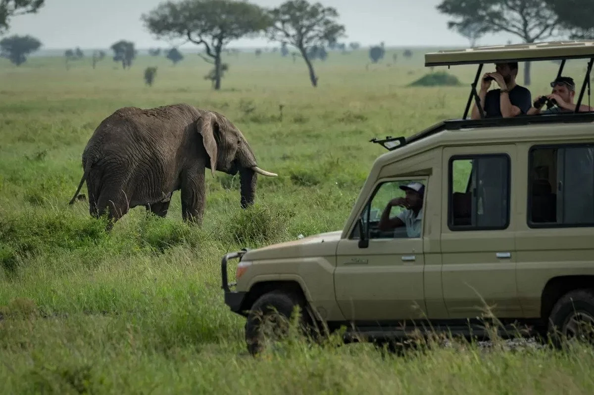 Perfect Wild Trips