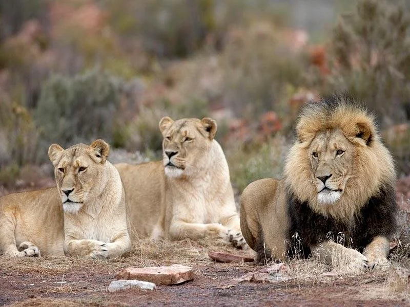 Matadi Africa And Travel Tours