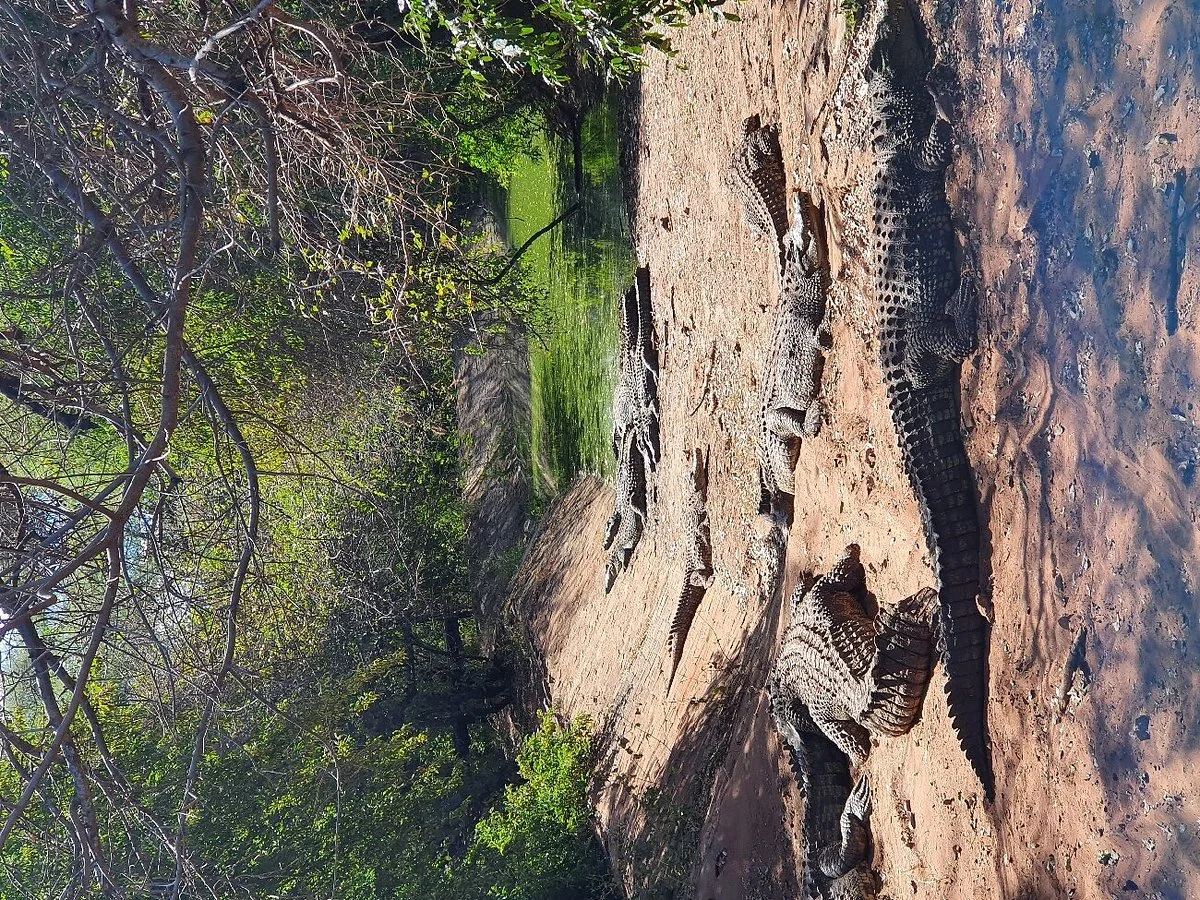 Chobe Crocodile Farm