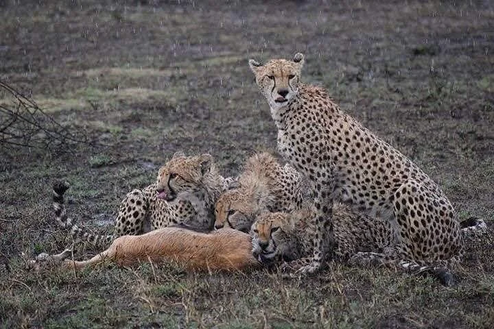 Tambarare Safaris