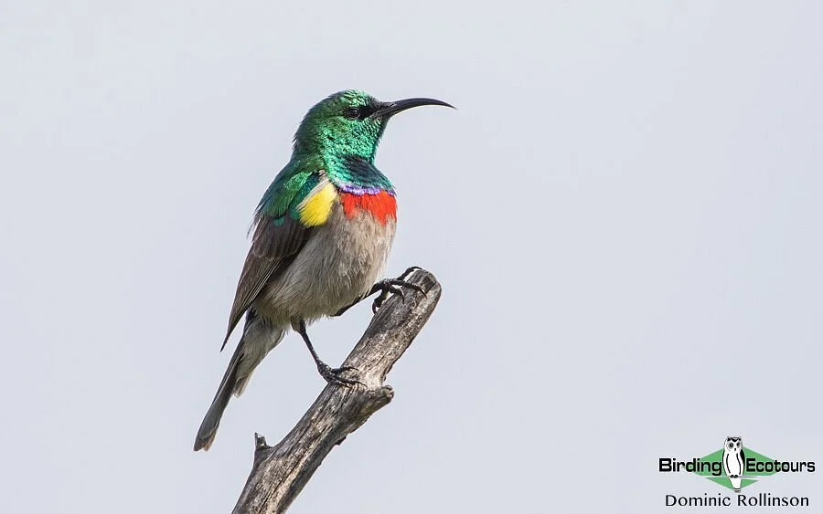 Birding Ecotours