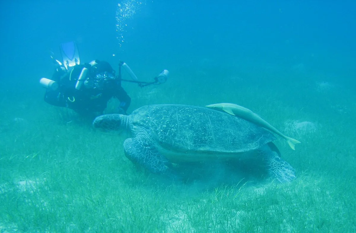 African Divers Nuweiba