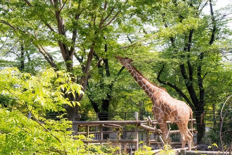 Hamura Zoo