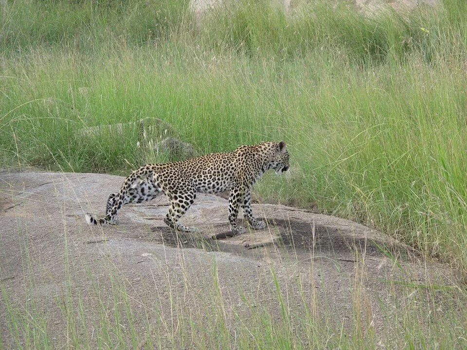 New Adventure Safaris