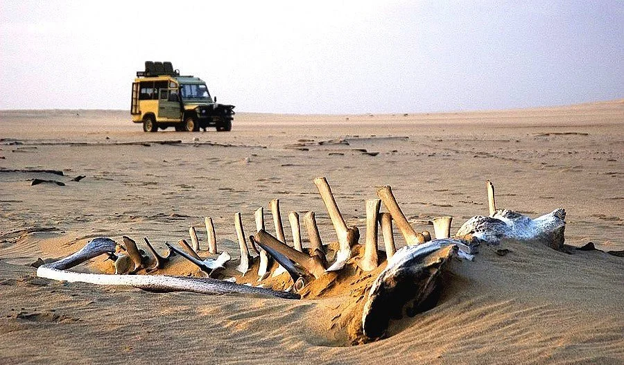 Desert Ace Tours & Charters