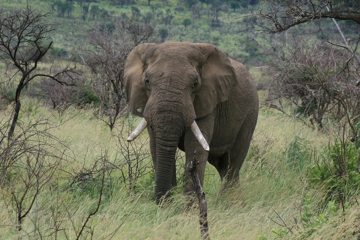 Pathfinder Travel Consultancy (PTY) LTD