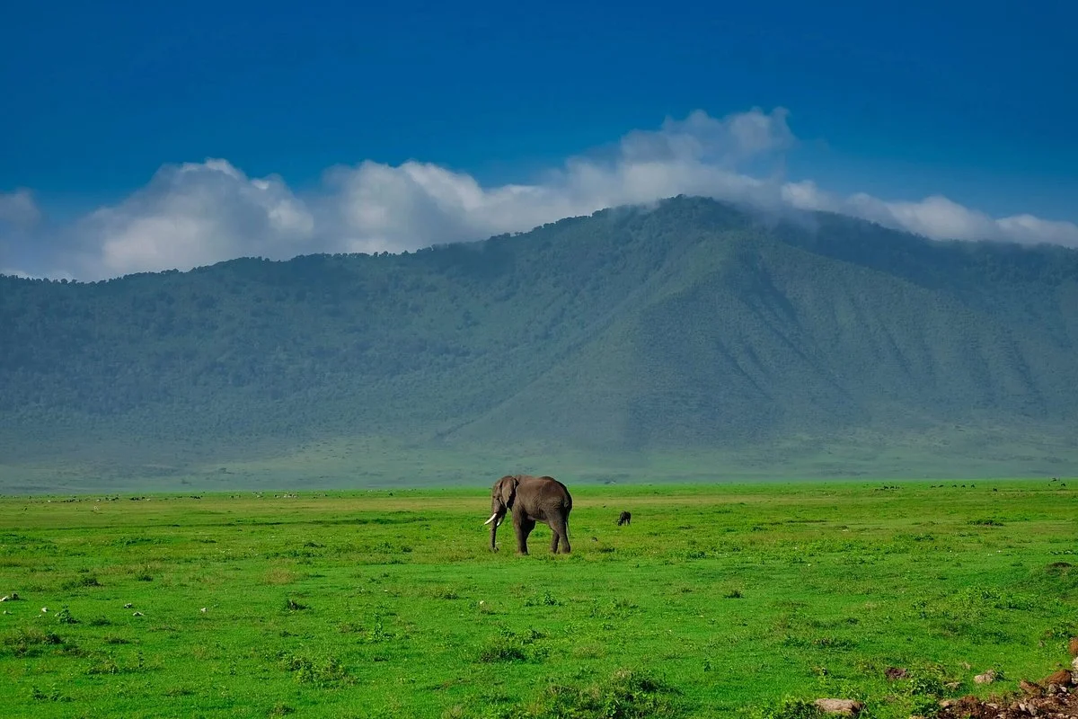 Safari Pages Africa