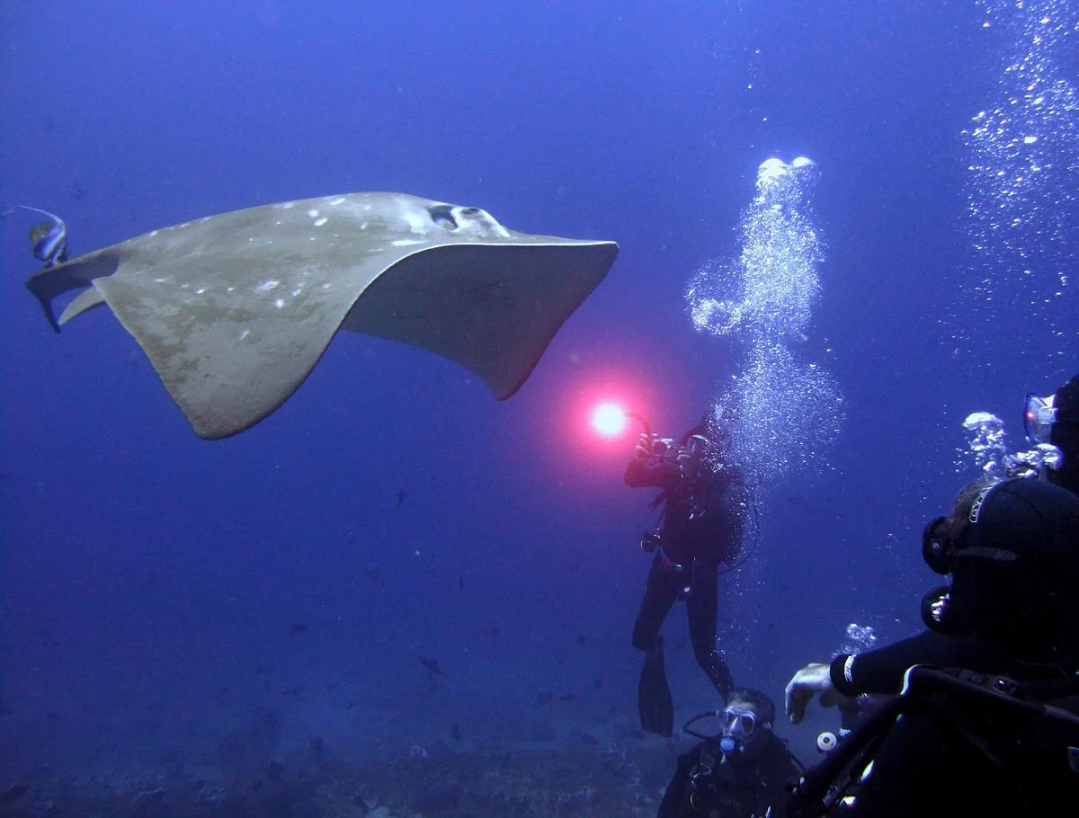 Barra Dive Resort
