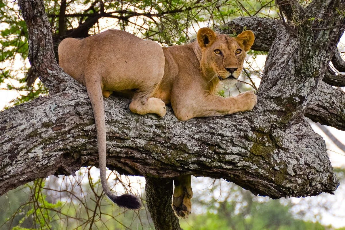 Safaris Park