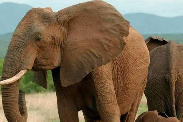 Africa Serengeti Safaris