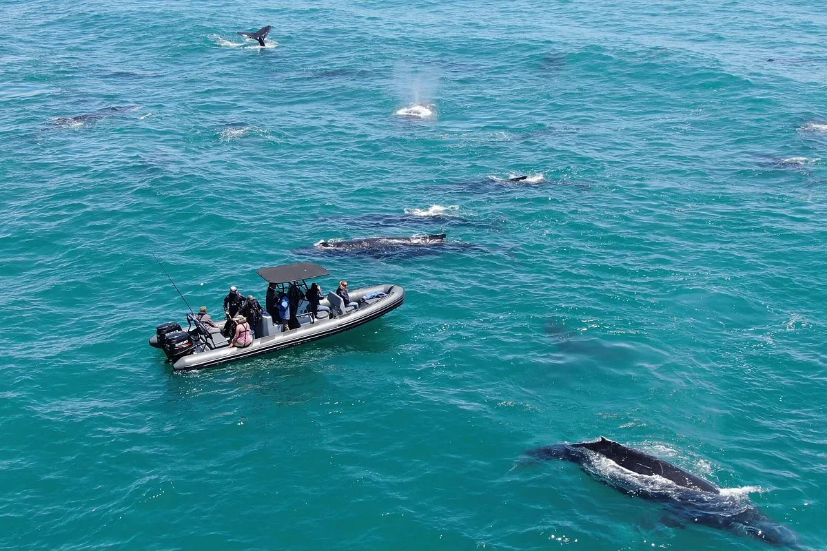 Whale Expedition SA