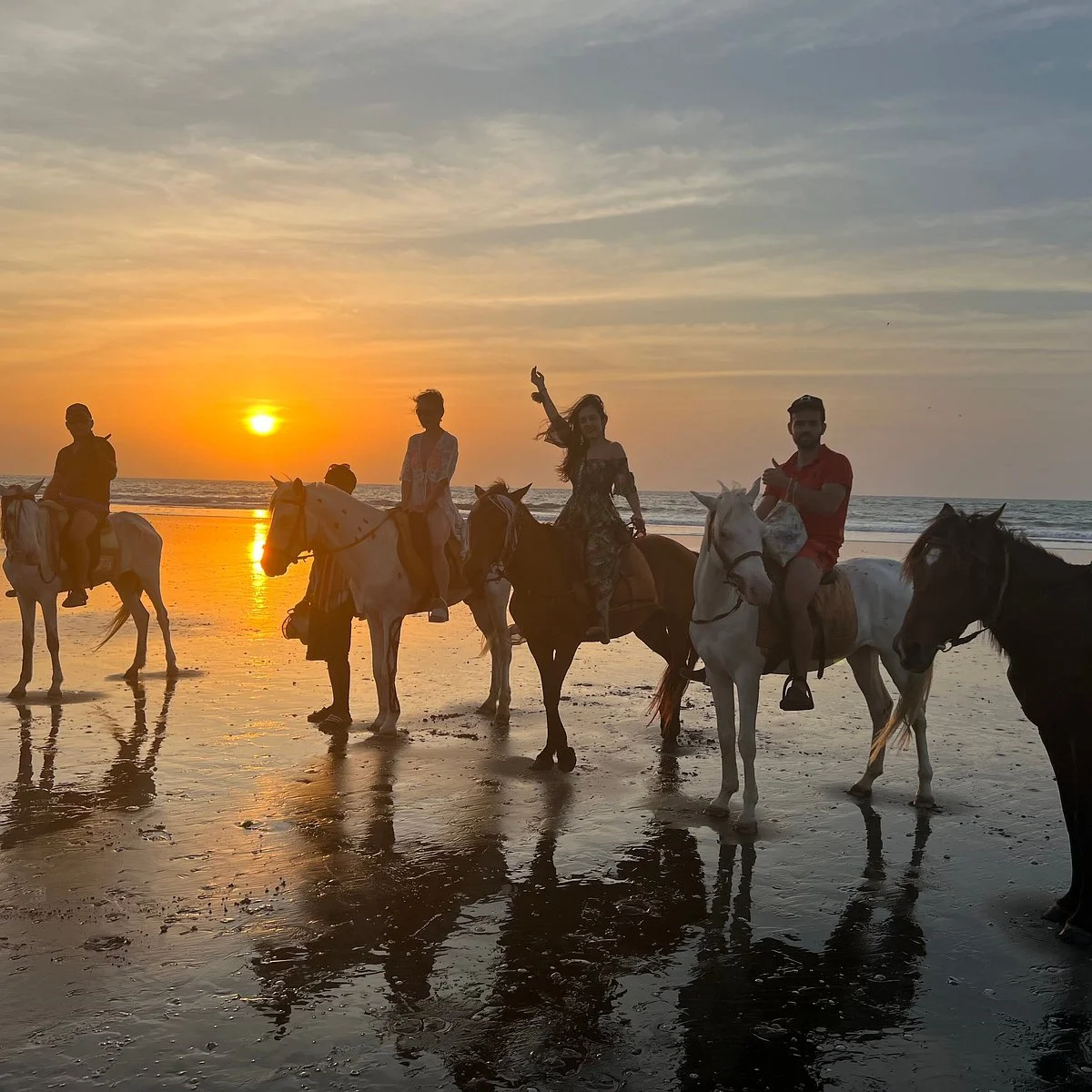 Gorgi's Horses Kotu Beach The Gambia