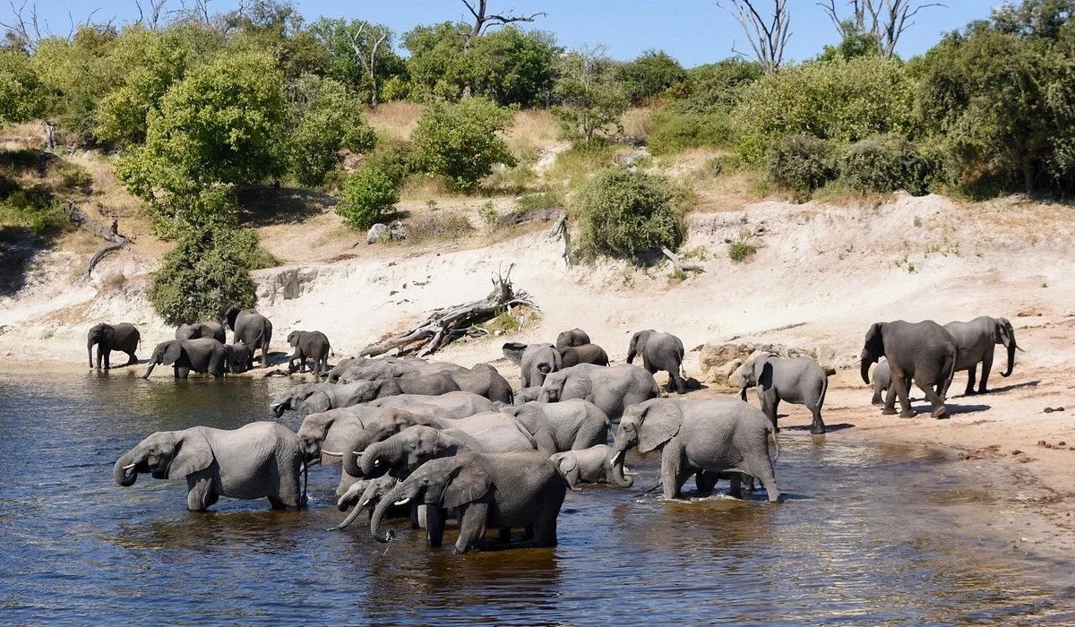 Outdoor African Tour Safari