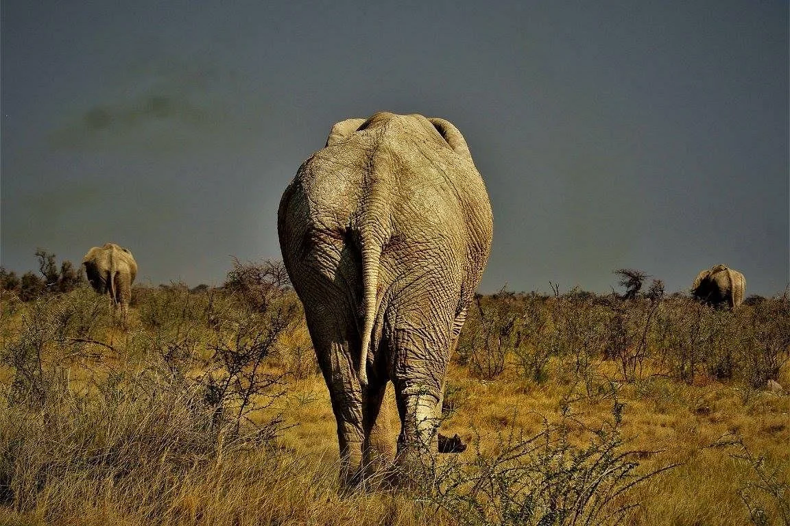 Dusty Foot Tours Namibia