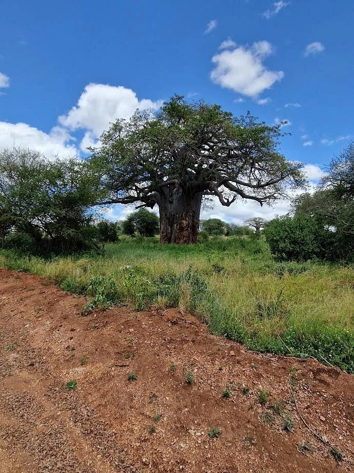 Tanzania Safari Explorer