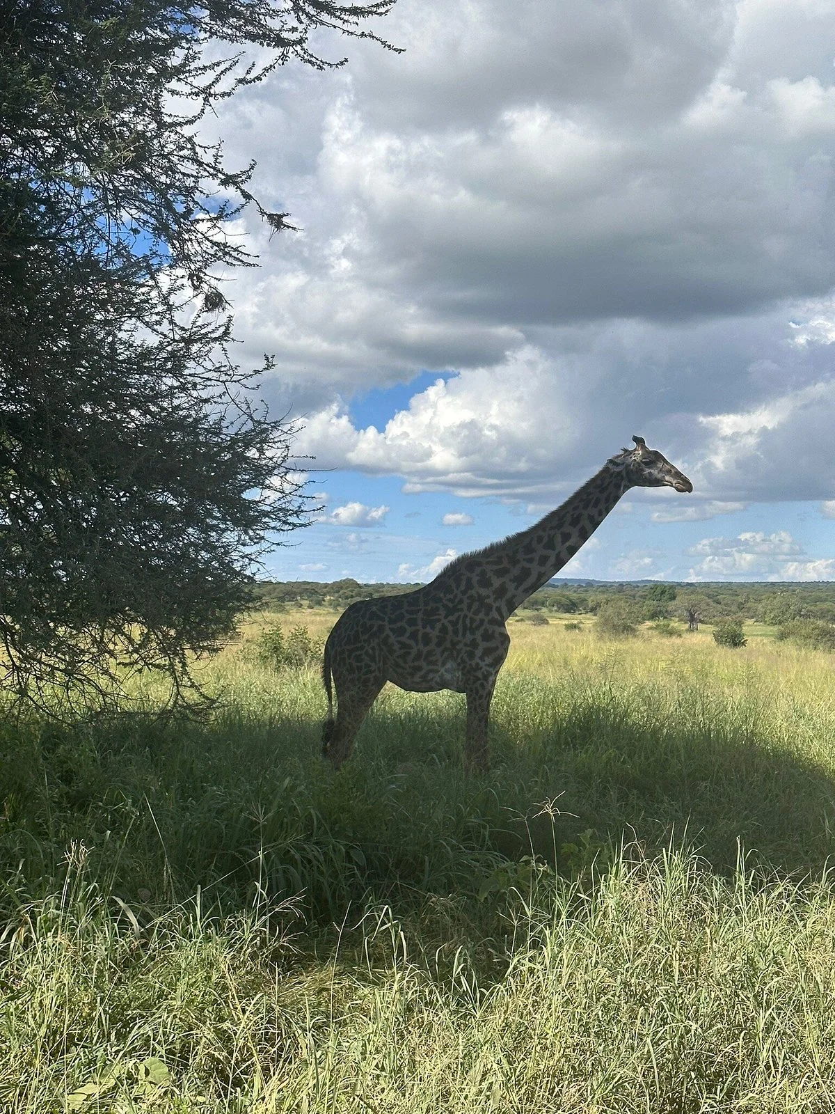 Kwetu Afrika Trails