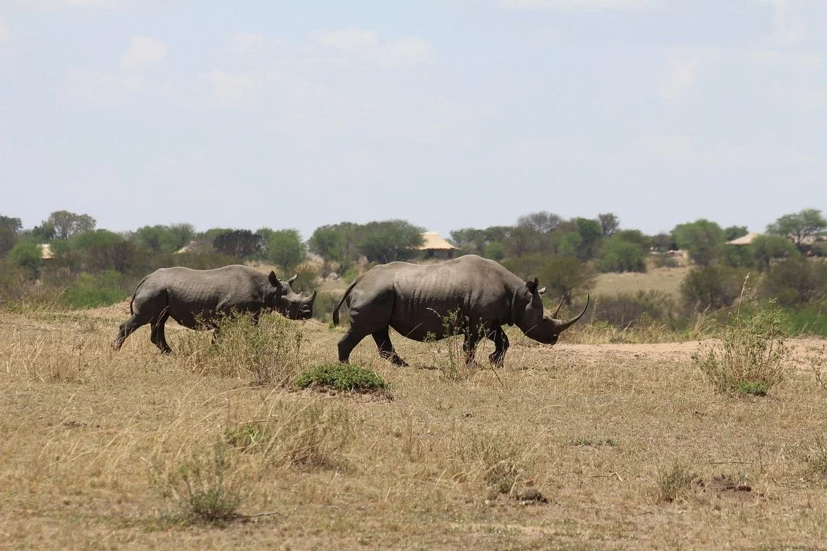 ADANSONIA SAFARI COMPANY LIMITED