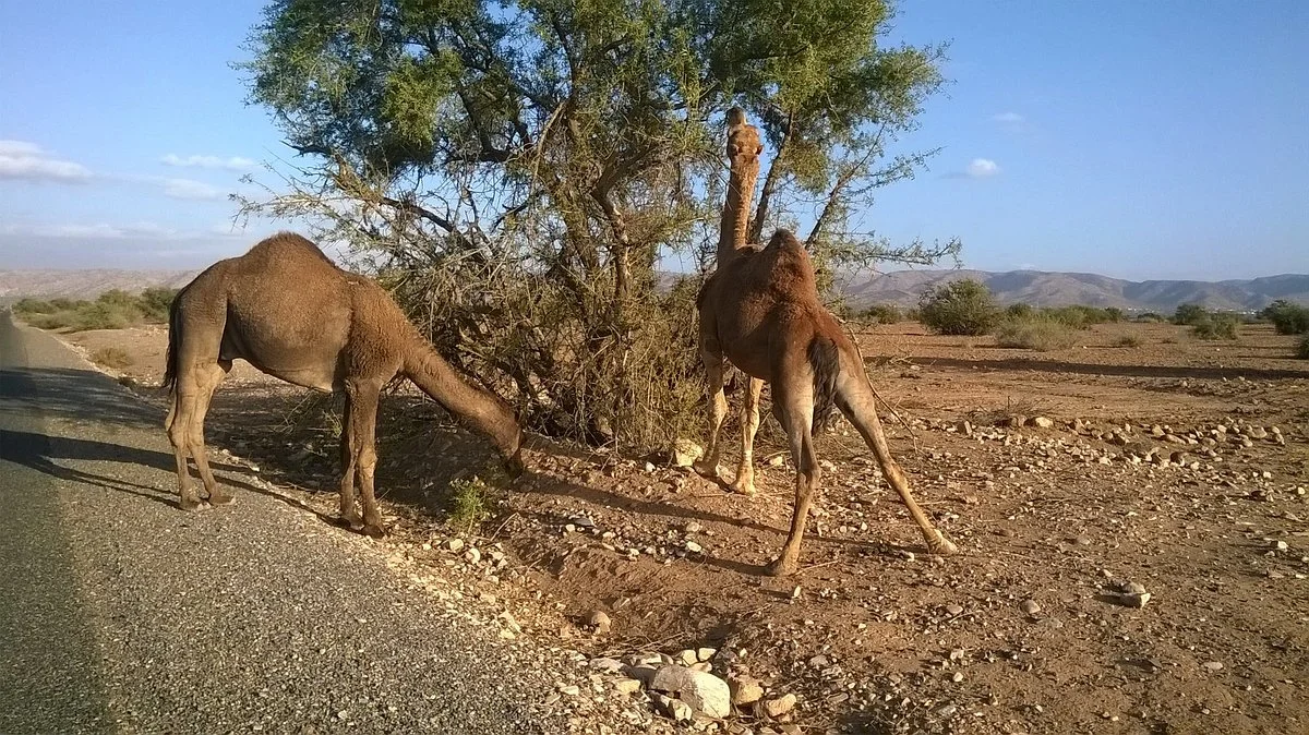 Taxis Maroc