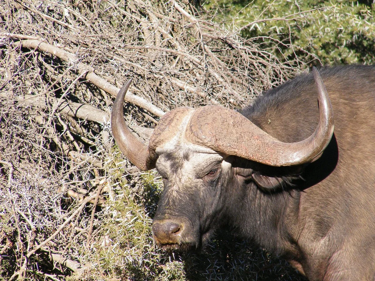 Nare Walking Safaris