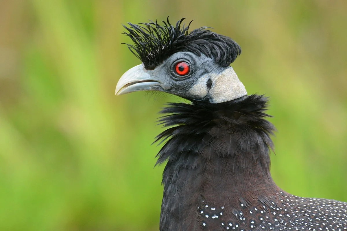 Kingdom Birding
