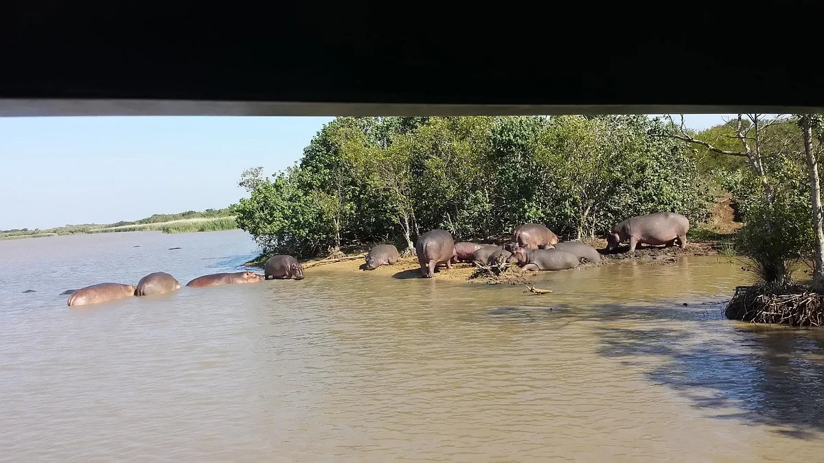 Shoreline Boat & Walking Safaris