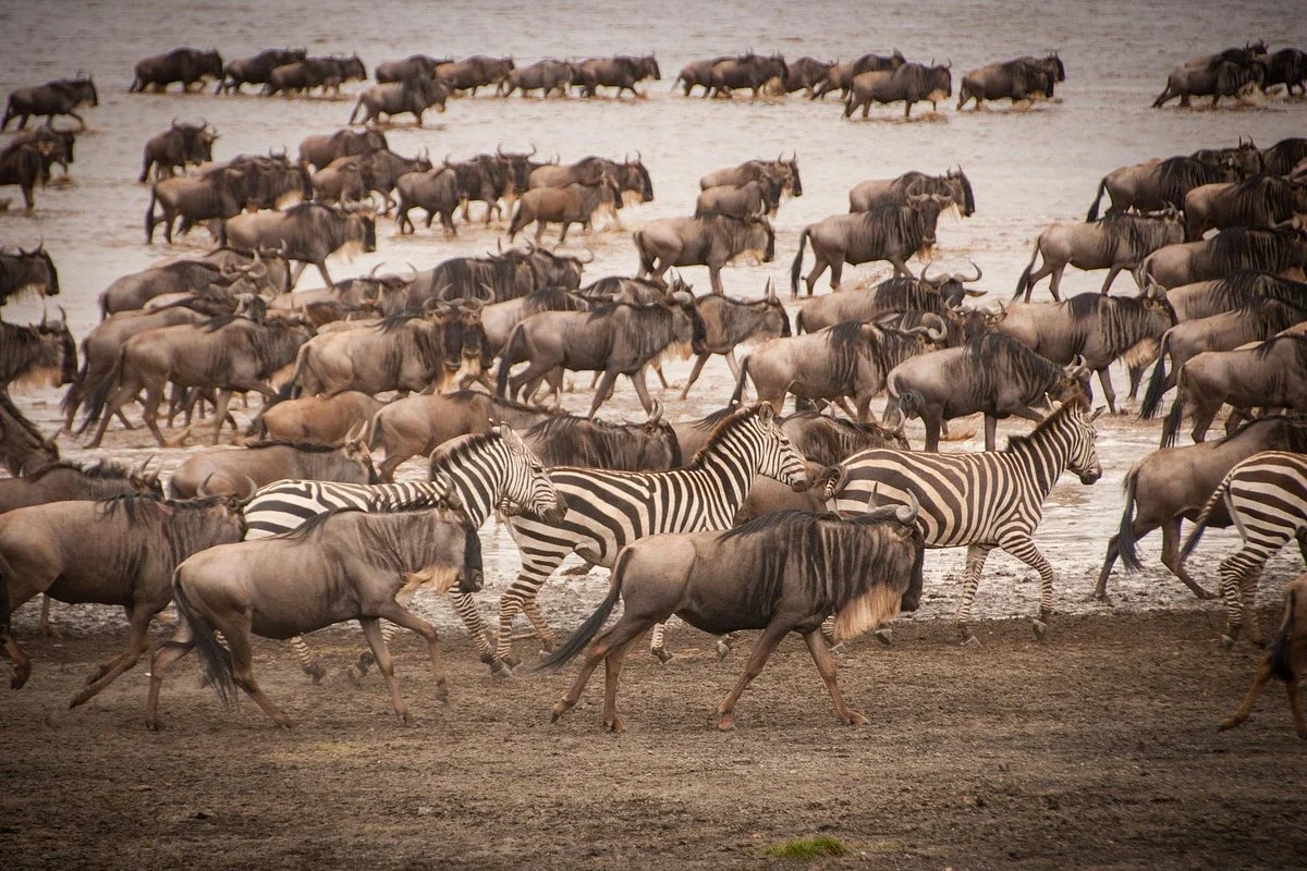 Explore masai mara safaris