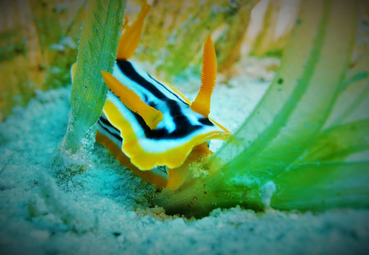 Blueforce Diving Nuweiba