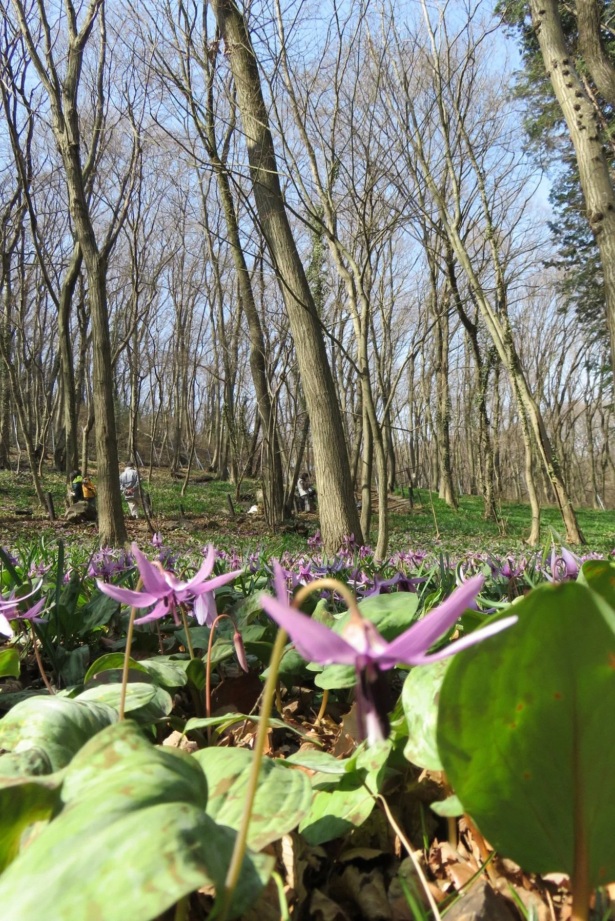 Manyo Nature Park Katakuri no Sato