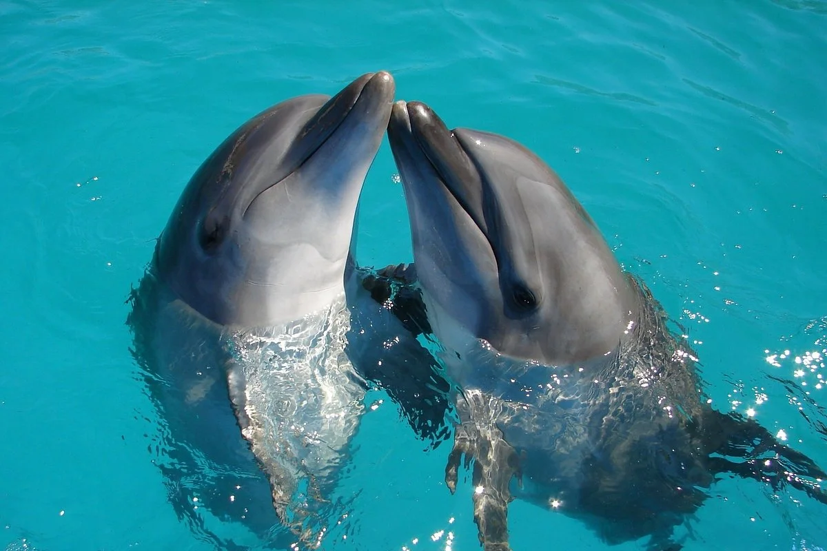 Big Five Explorer Tanzania & Trips in Zanzibar