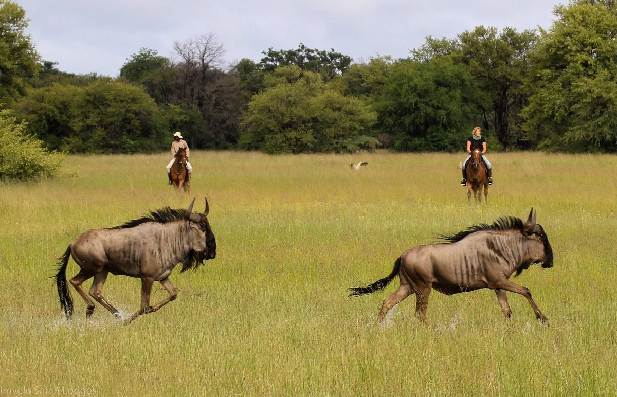 Hwange Horseback Safaris