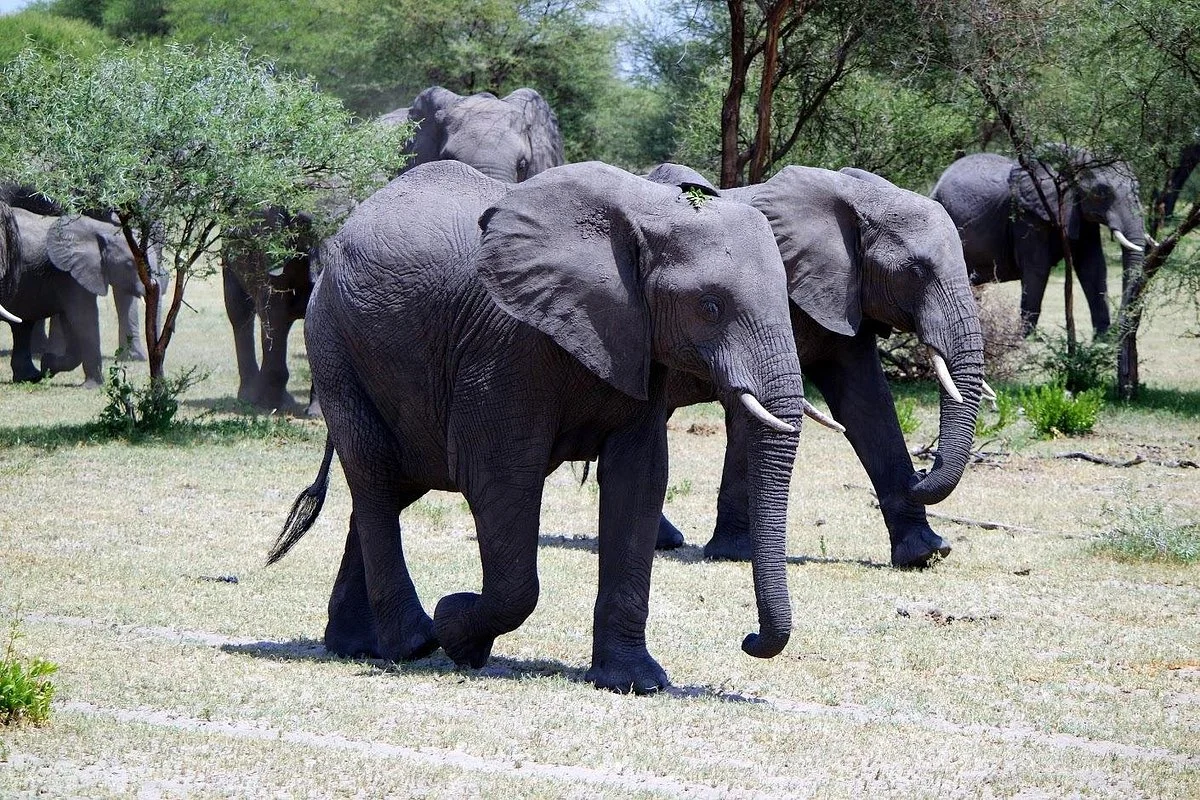 Olmesera Tanzania Expeditions