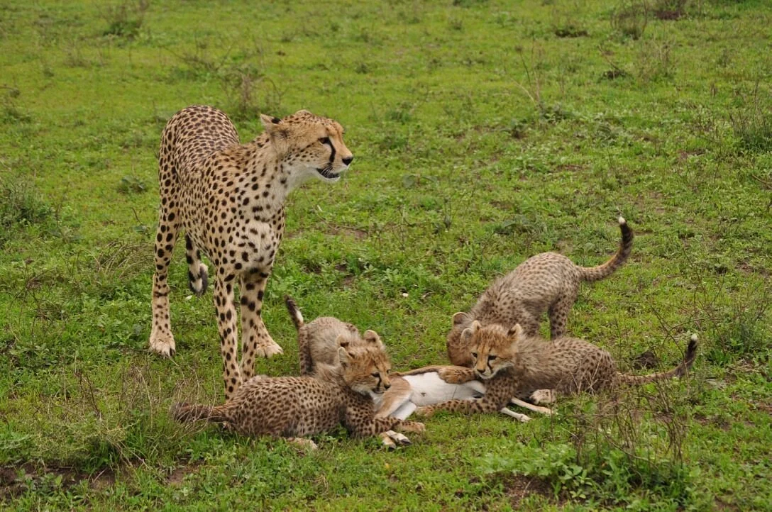Xa Travels Tour & Safaris