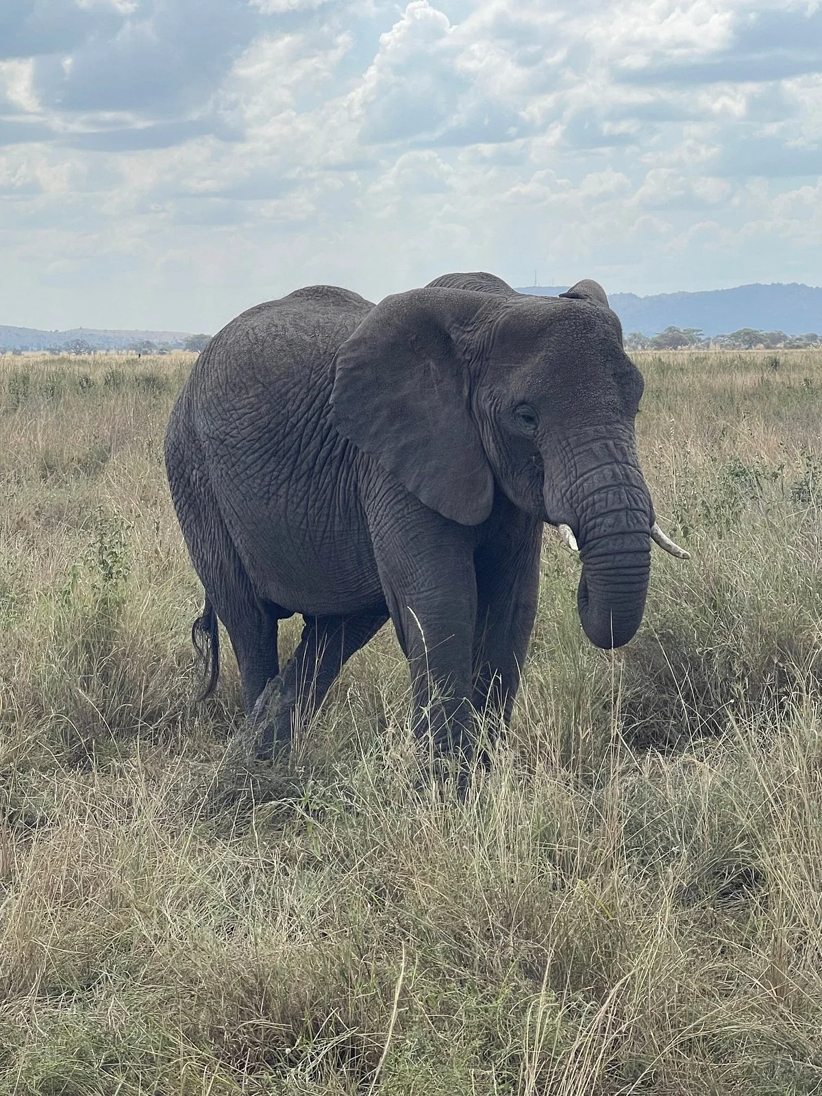 Reggie Africa Safaris