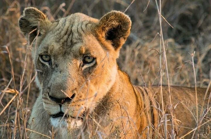 HoneyBadger Travel & Tours