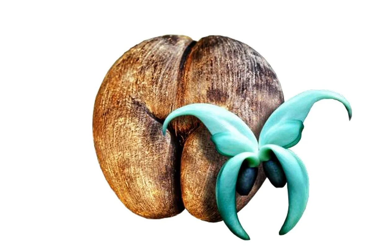 Seychelles by Tropical Touch
