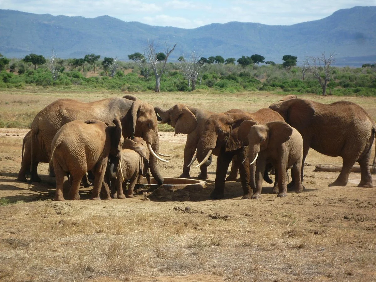 Kingi Safaris - Private Day Tours
