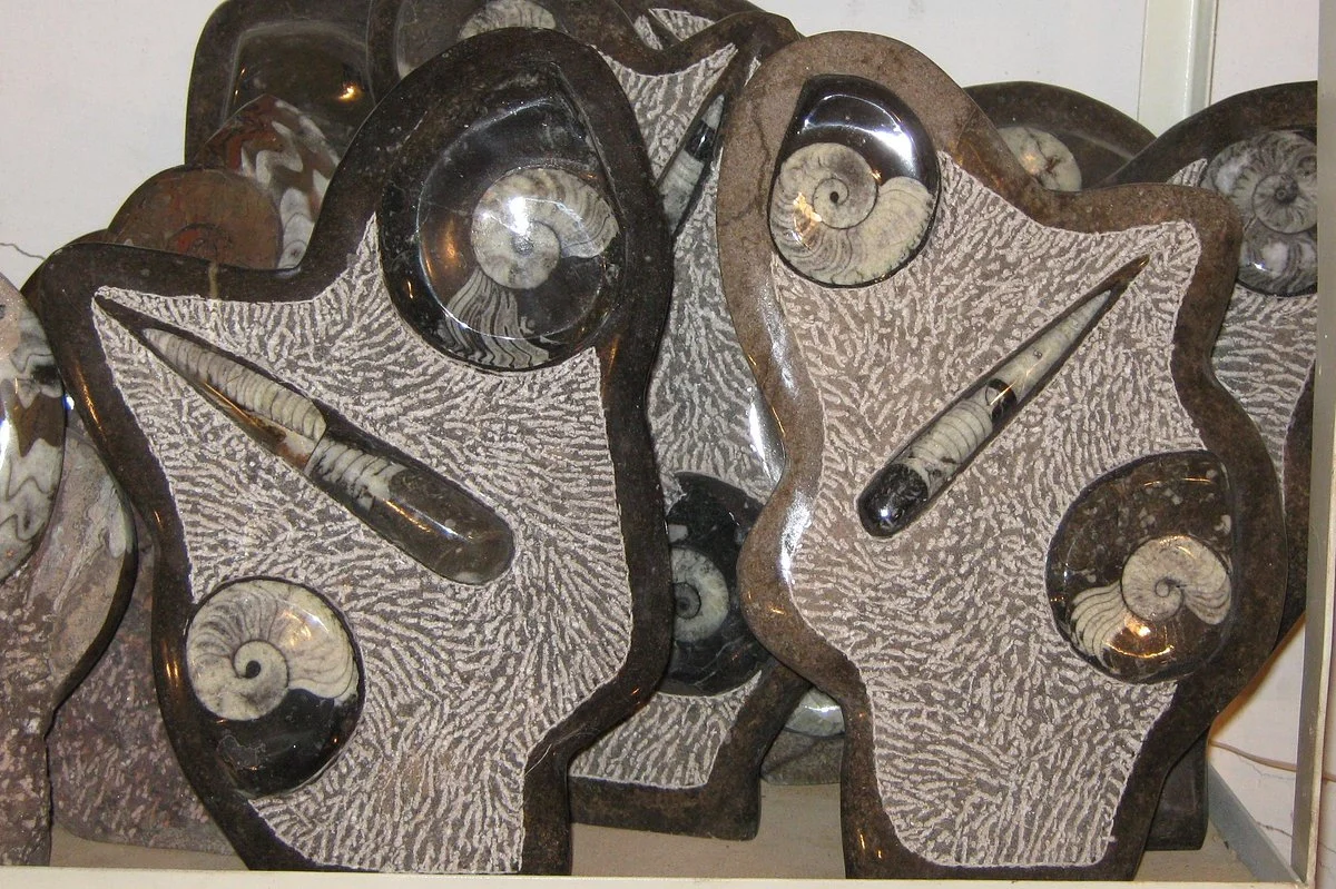 Mezane Fossil Store
