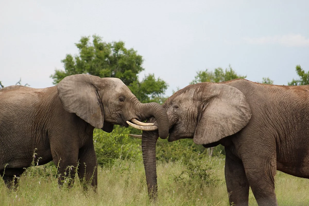 Southern Tours and Safaris