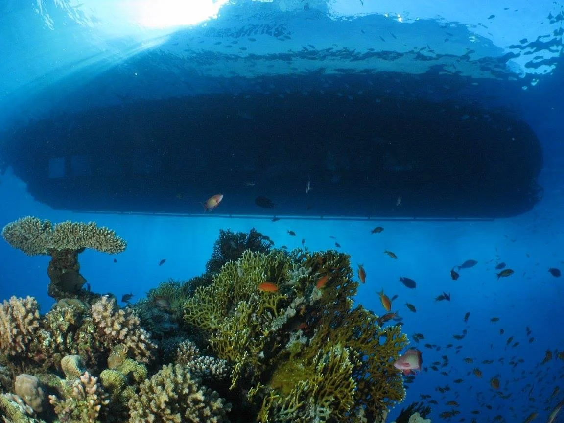 Snorkeling at Sharm El Sheikh