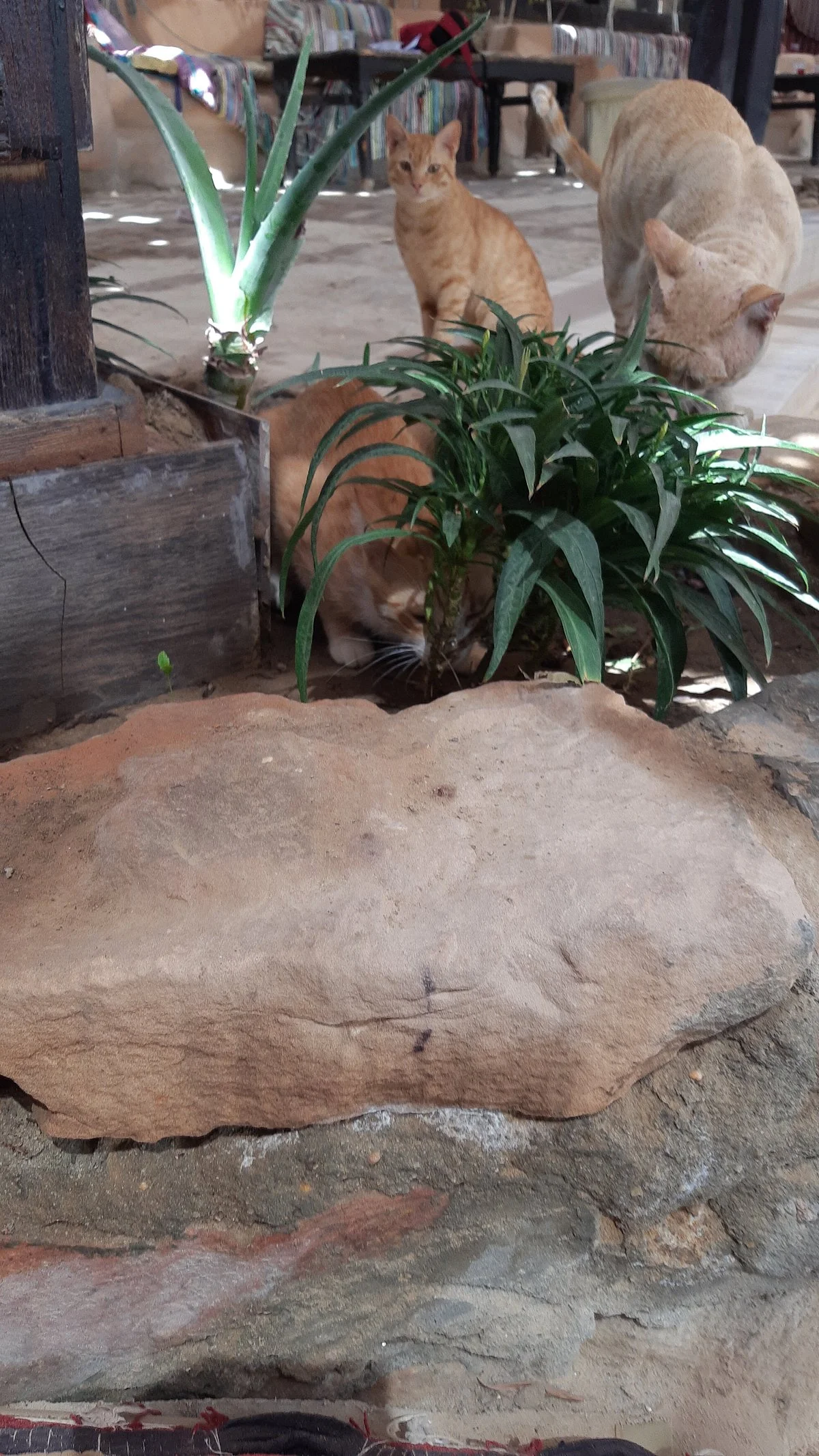 Desert Adventure Safari