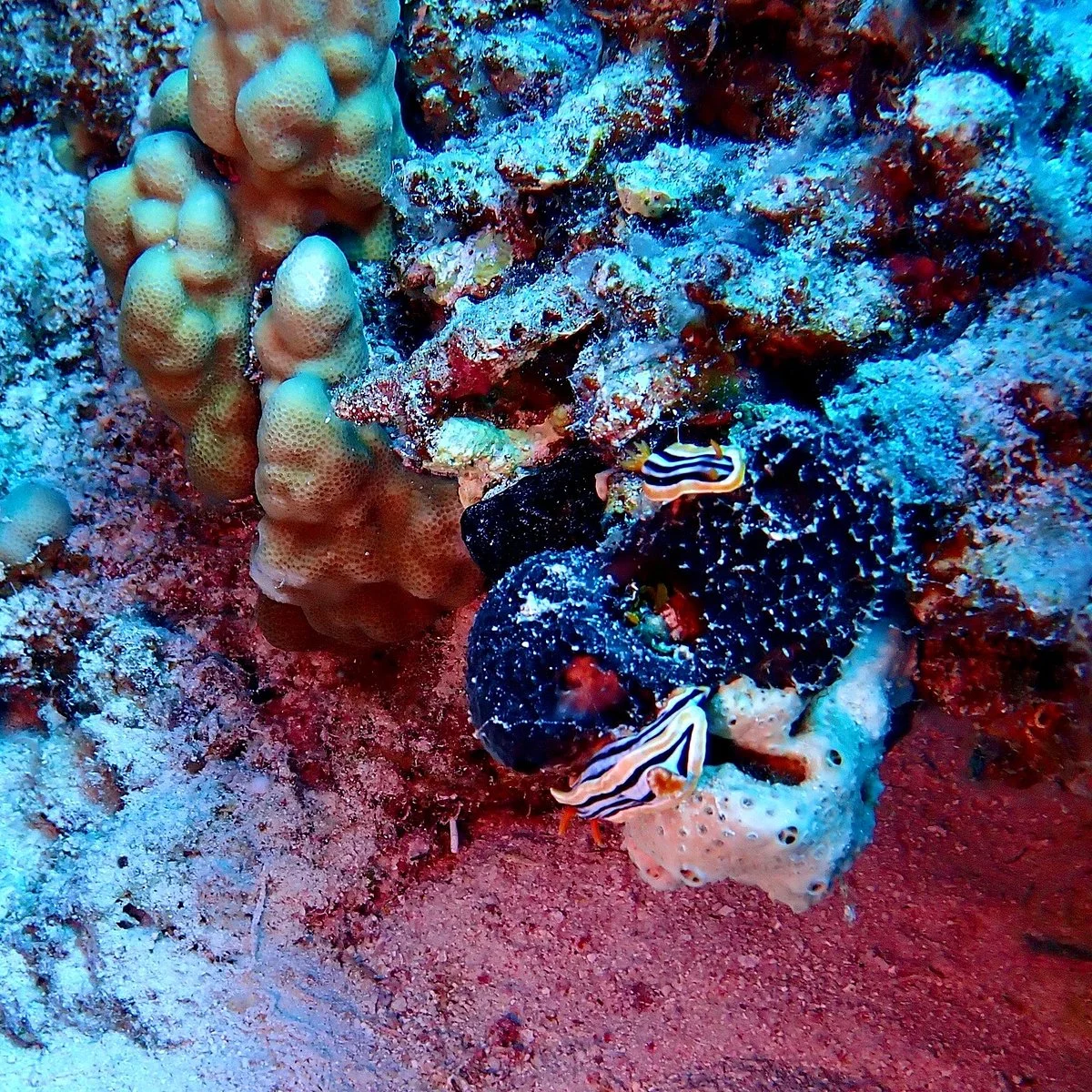 Barakuda Diving Team