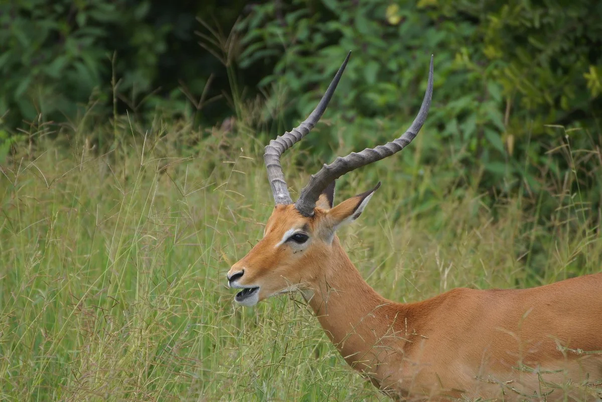 Hakuna Matata Expeditions