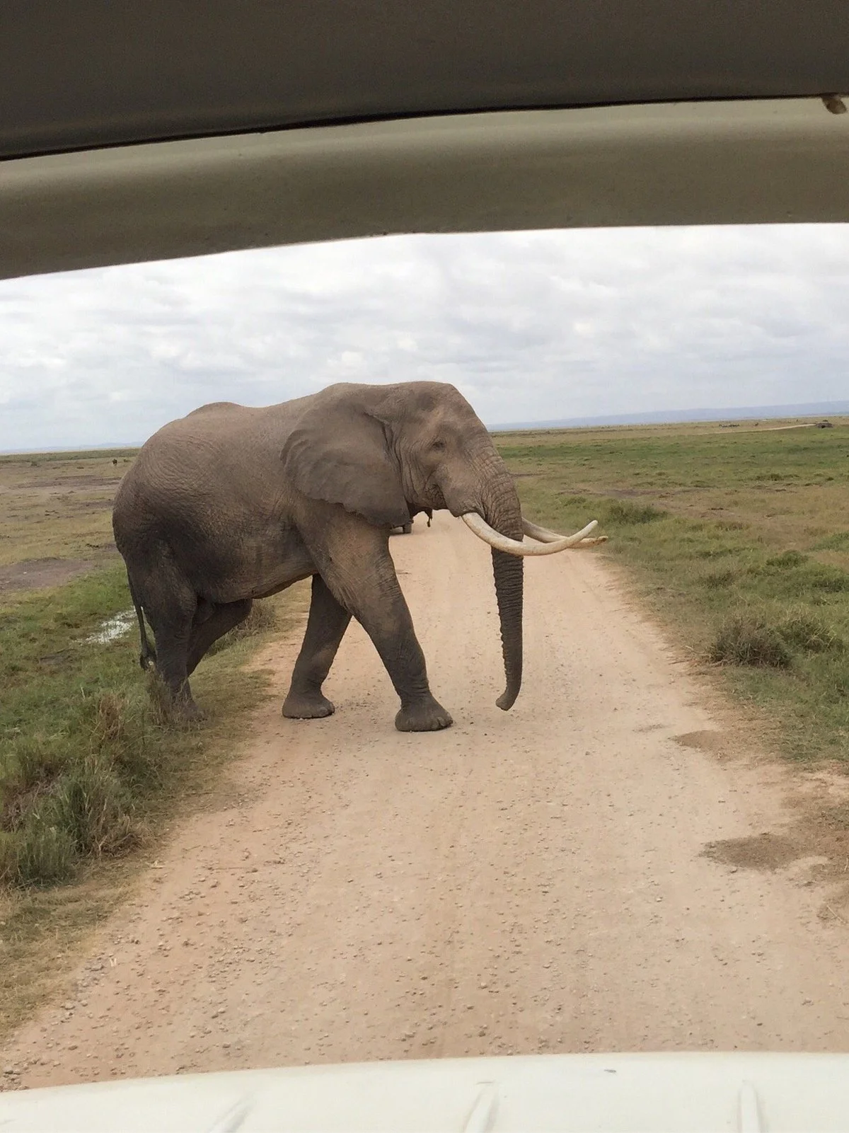 Thiga Safaris