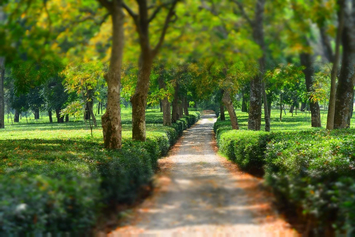 Wah Tea Estate