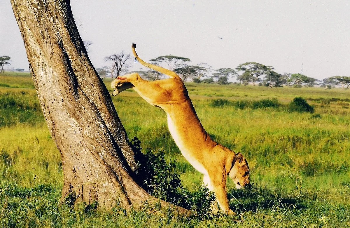 Great Masai Adventure Limited