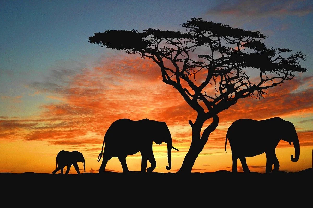 Mbugani Safaris