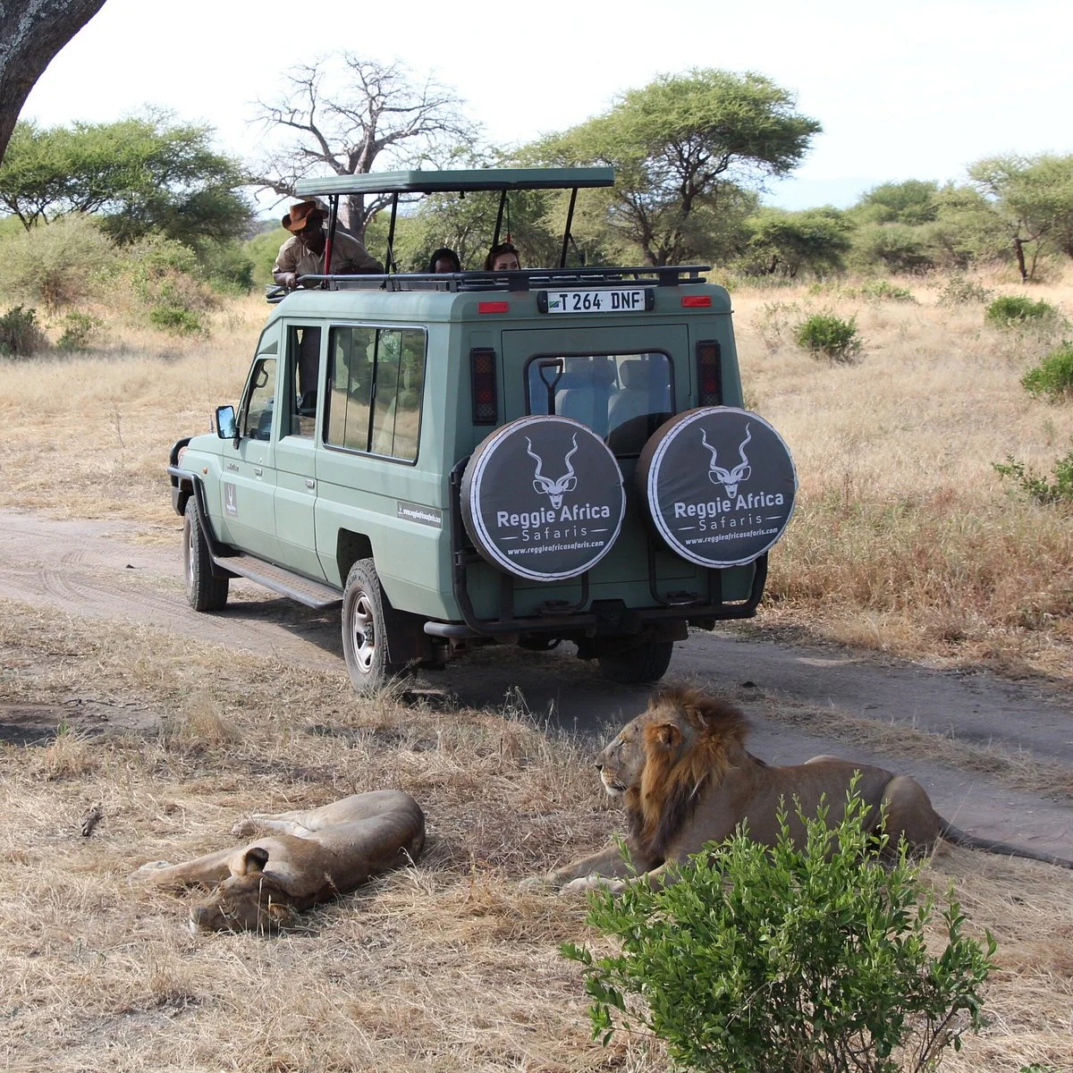 Reggie Africa safaris